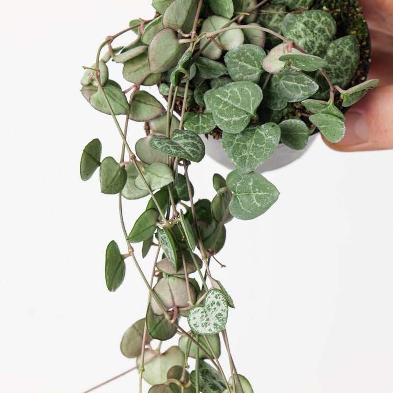 Ceropegia woodii Plants GrowTropicals