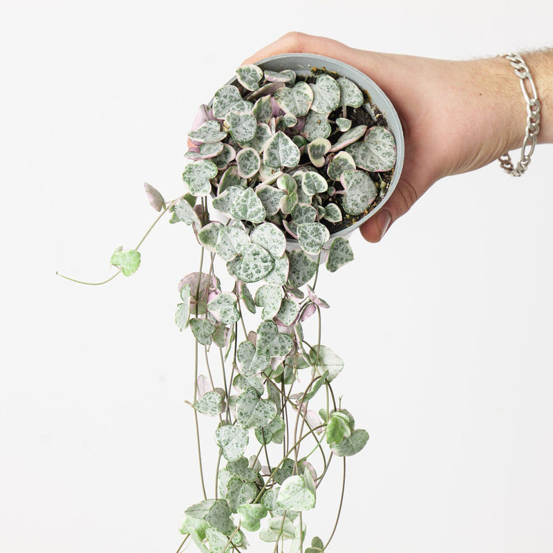 Ceropegia woodii variegated 10cm Plants GrowTropicals