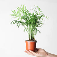 Chamaedorea elegans