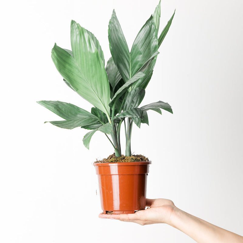 Chamaedorea metallica Plants GrowTropicals