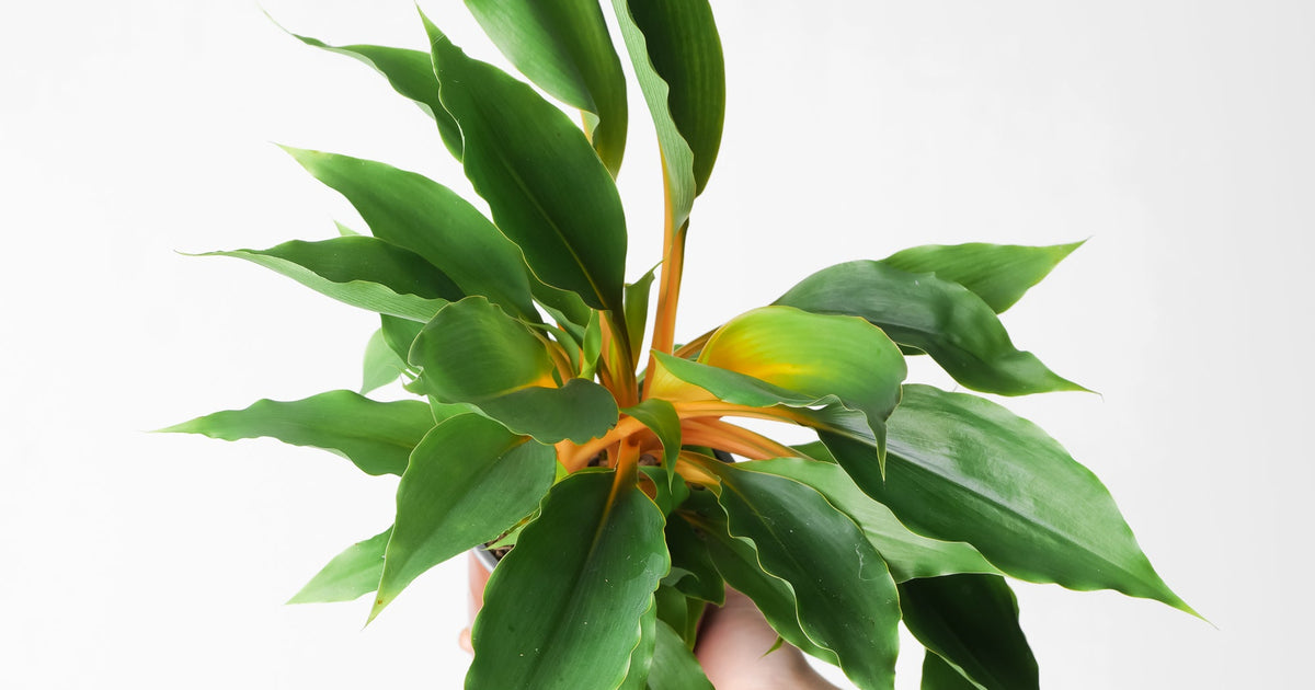chlorophytum orchidastrum flower Chlorophytum orchidastrum 'Fire Flash' | Plants