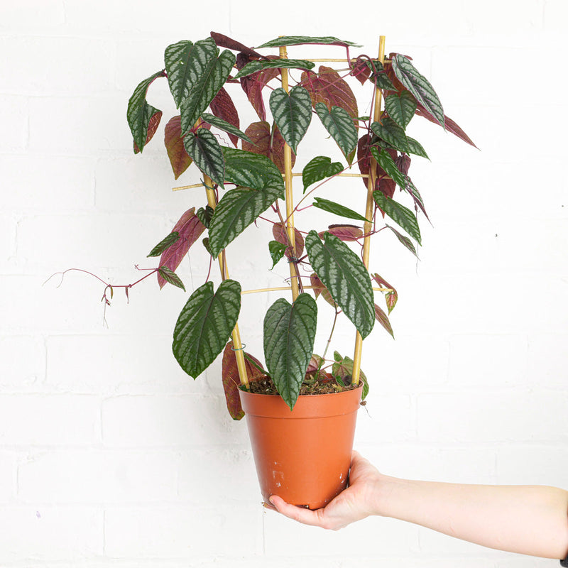 Cissus discolor — 15cm