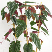 Cissus discolor