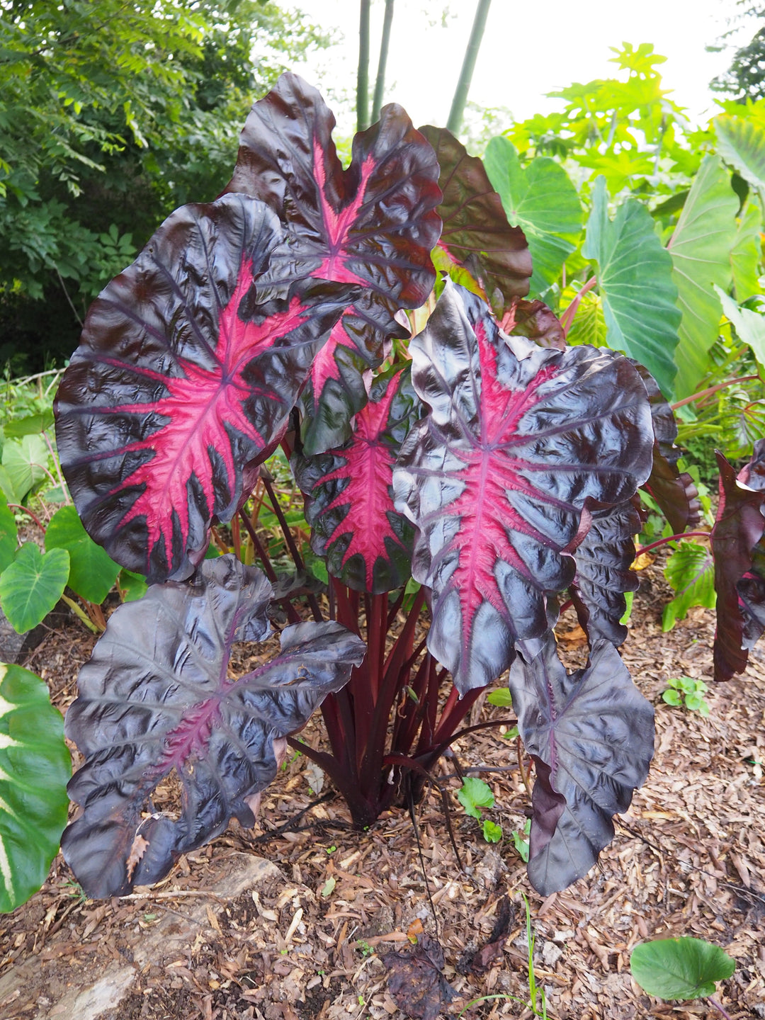 Colocasia Redemption - GROW TROPICALS