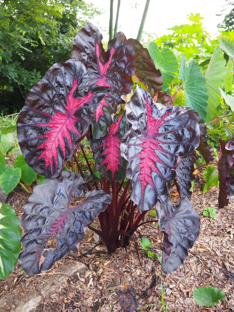 Colocasia Redemption — 10.5cm