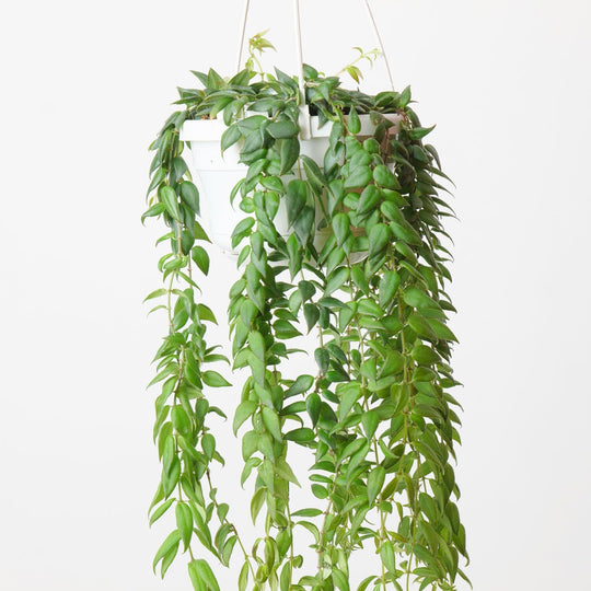 Columnea arguta Plants GrowTropicals