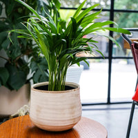 Como Ivory Plant Pot