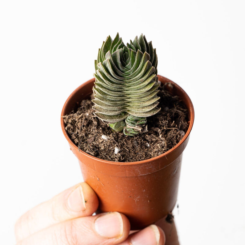 Crassula 'Buddha's Temple' Plants GrowTropicals