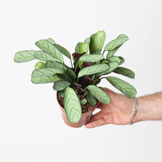 Ctenanthe burle marxii 'Amagris' 12cm Plants GrowTropicals