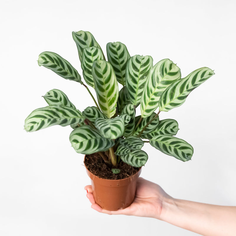 Ctenanthe burle marxii 12cm Plants GrowTropicals