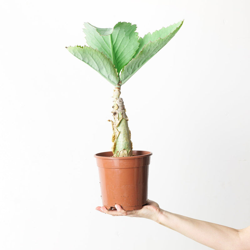Cyphostemma juttae Plants GrowTropicals