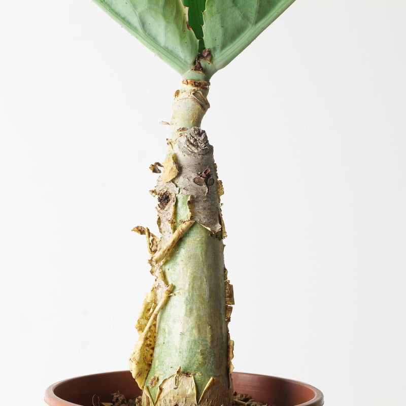 Cyphostemma juttae — 17cm