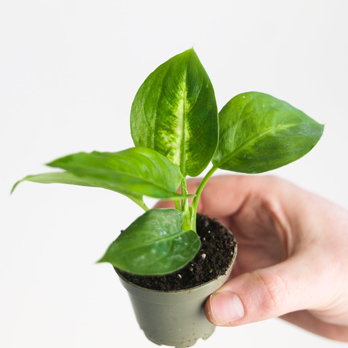 dieffenbachia small Dieffenbachia 'Camilla' | Plants