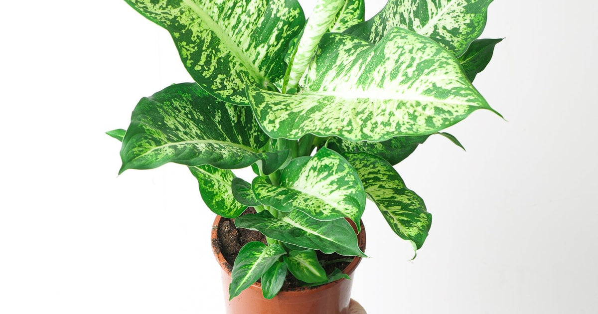 dieffenbachia how to say Dieffenbachia 'Mars' | Plants