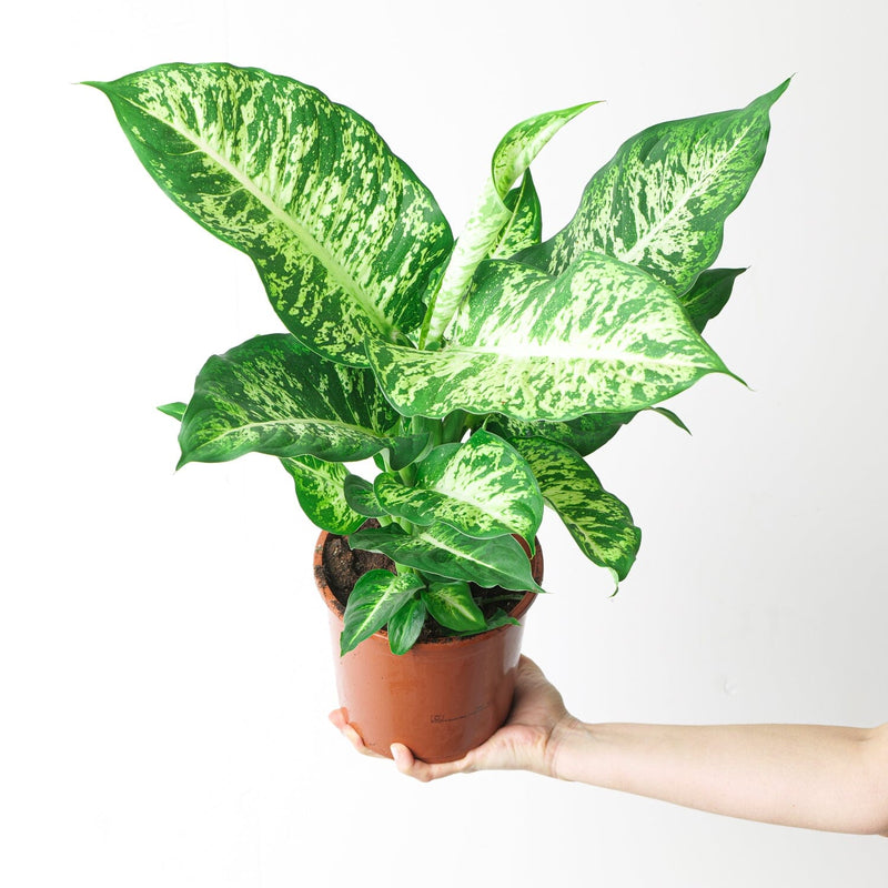 Dieffenbachia 'Mars' Plants GrowTropicals
