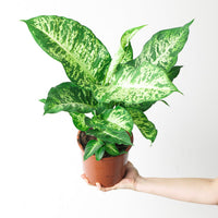 Dieffenbachia 'Mars'