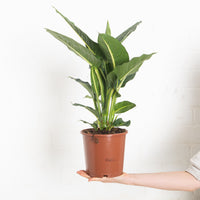 Dieffenbachia oerstedii 'Green Magic'