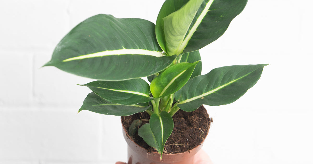 dieffenbachia iridescent Dieffenbachia oerstedii 'Green Magic' | Plants