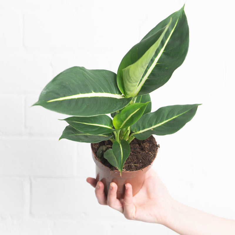 Dieffenbachia oerstedii 'Green Magic' 12cm Plants GrowTropicals