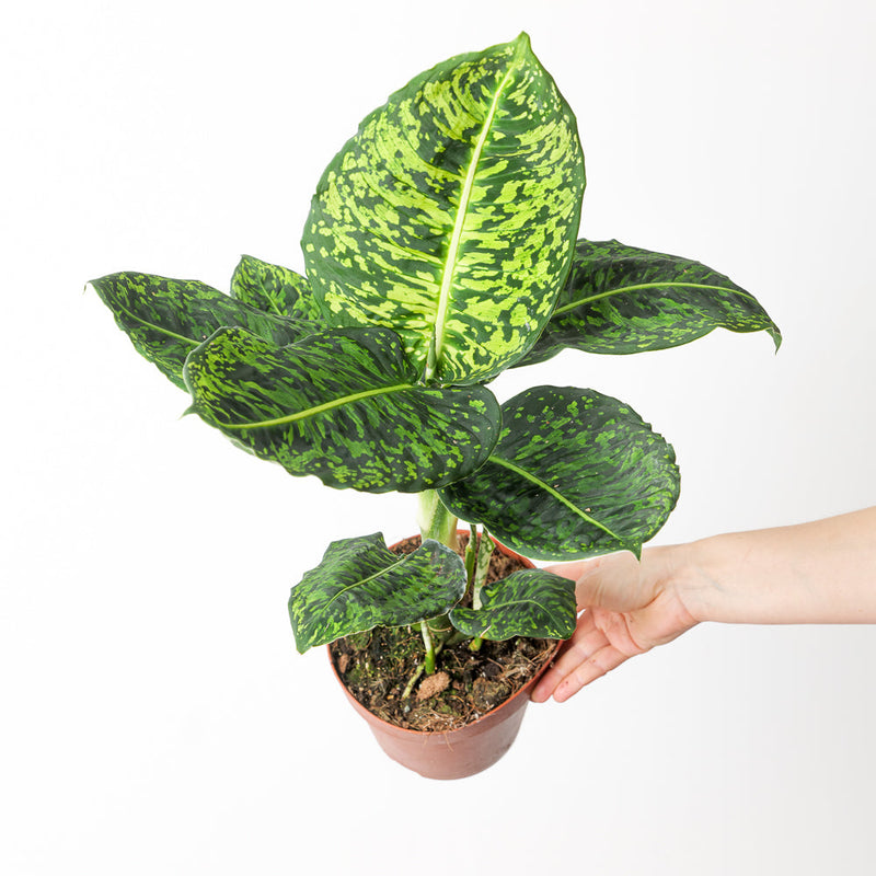 Dieffenbachia 'Reflector' — 17cm