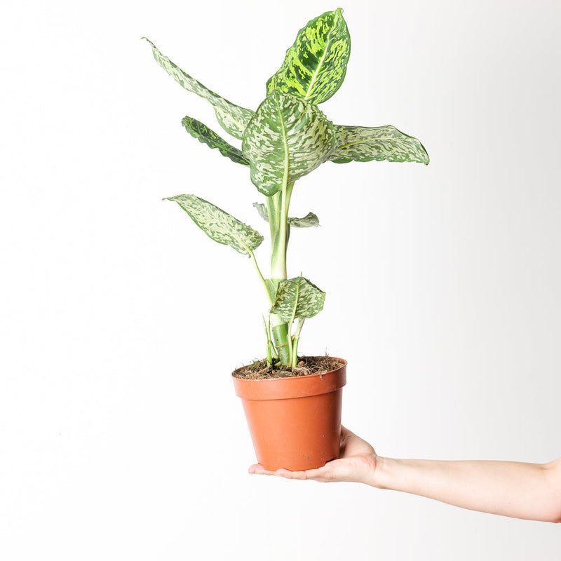 Dieffenbachia 'Reflector' Plants GrowTropicals