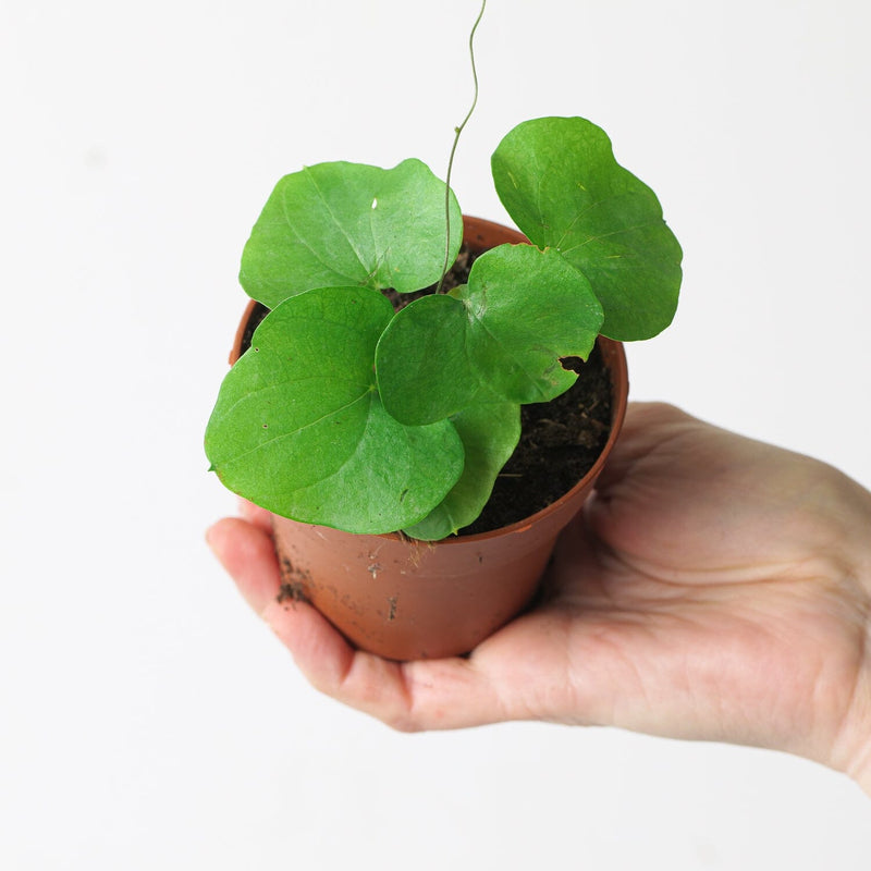 Dioscorea elephantipes Plants GrowTropicals