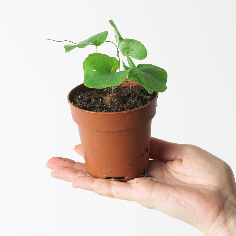 Dioscorea elephantipes 8cm Dormant Bulb Plants GrowTropicals