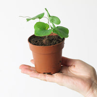 Dioscorea elephantipes