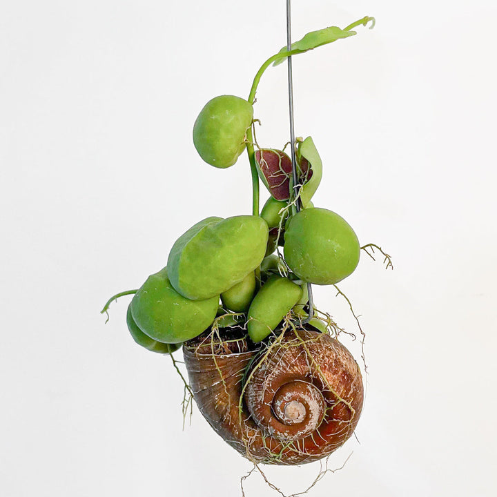 Dischidia pectenoides 8cm Plants GrowTropicals