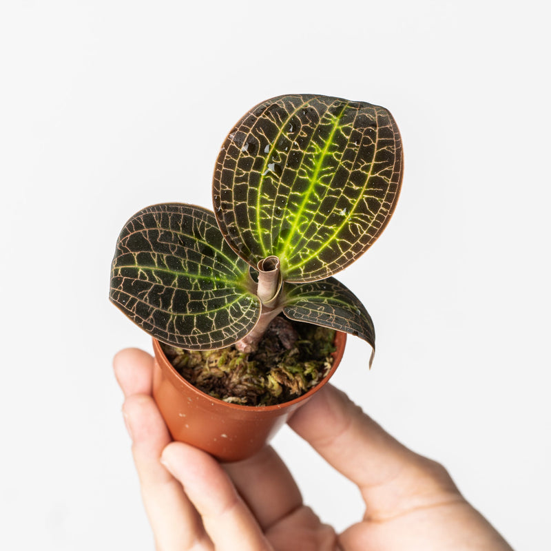 Dossinia marmorata Plants GrowTropicals