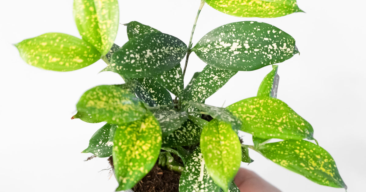 dracaena gold star care Dracaena godseffiana 'Gold Dust' | Plants