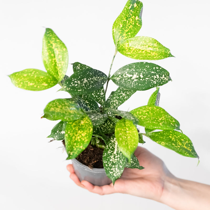 Dracaena godseffiana 'Gold Dust' Plants GrowTropicals
