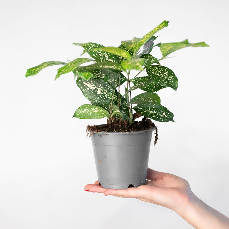 Dracaena godseffiana 'Gold Dust' — 12cm