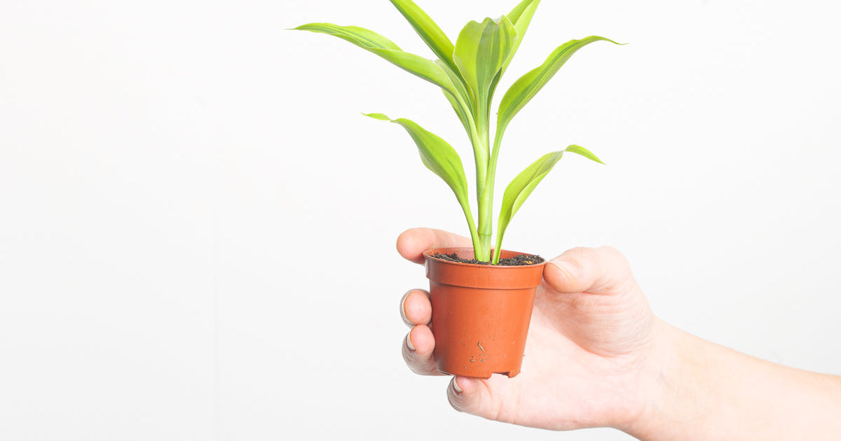 dracaena sanderiana uses Dracaena sanderiana 'Gold' | Plants