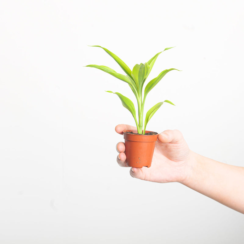 Dracaena sanderiana 'Gold' Plants GrowTropicals