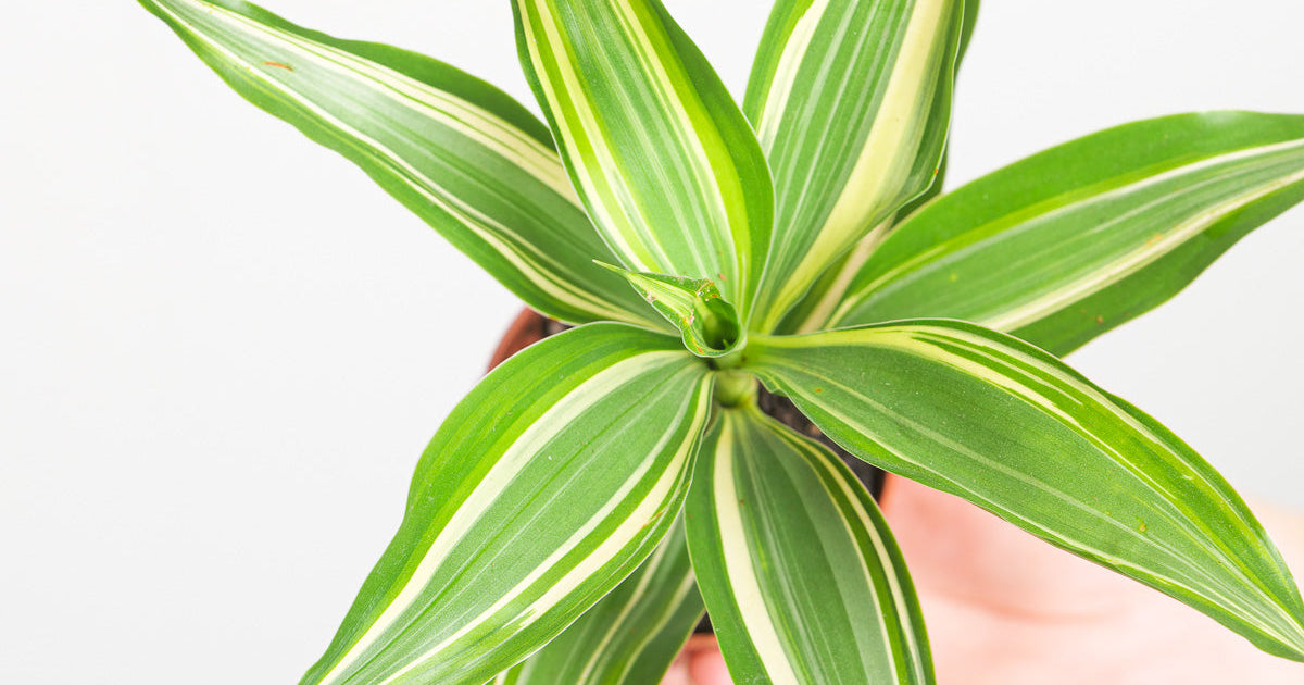 dracaena sanderiana victory Dracaena sanderiana 'Victory' | Plants