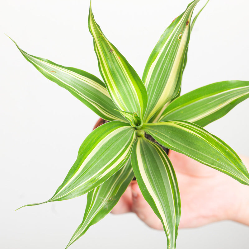 Dracaena sanderiana 'Victory' Plants GrowTropicals