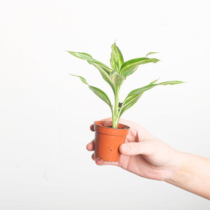Dracaena sanderiana 'Victory' Plants GrowTropicals