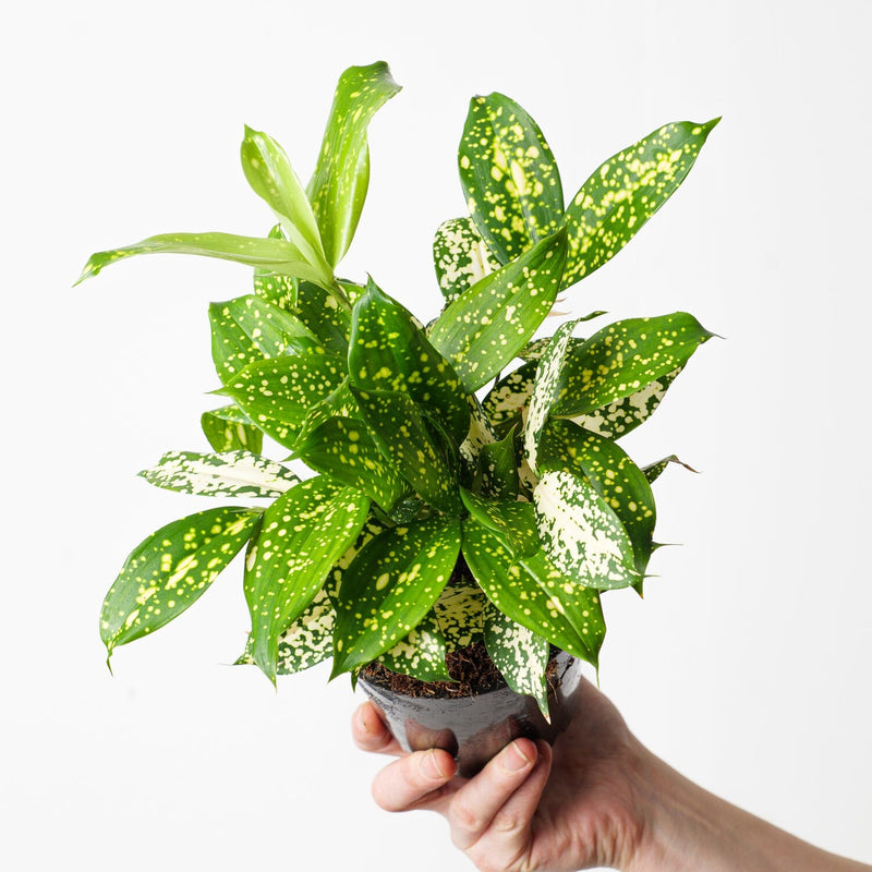 Dracaena surculosa 'Florida Beauty' Plants GrowTropicals