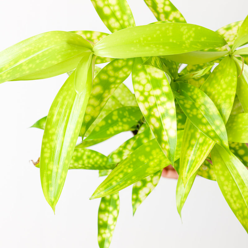 Dracaena surculosa 'Mike' — 12cm