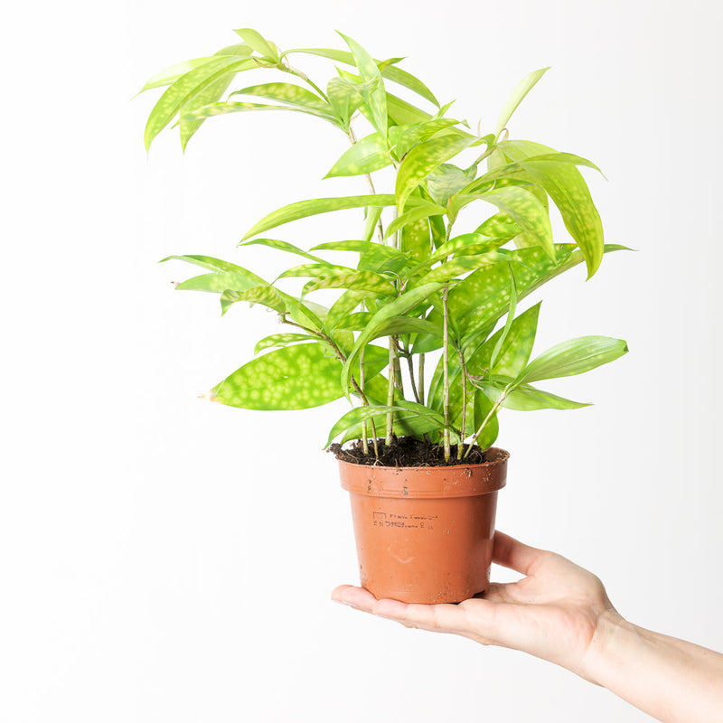 Dracaena surculosa 'Mike' Plants GrowTropicals