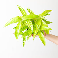 Dracaena surculosa 'Mike'