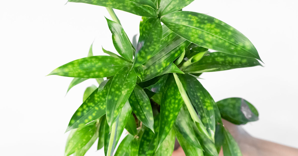 dracaena surculosa benefits Dracaena surculosa | Plants