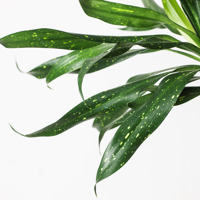 Dravieria 'Fireflies' (Dracaena x Sansevieria) Plants GrowTropicals