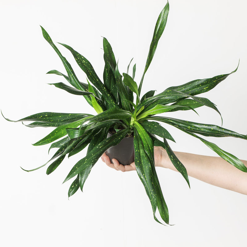 Dravieria 'Fireflies' (Dracaena x Sansevieria) — 12cm