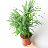 Dypsis lutescens 'Areca Palm'
