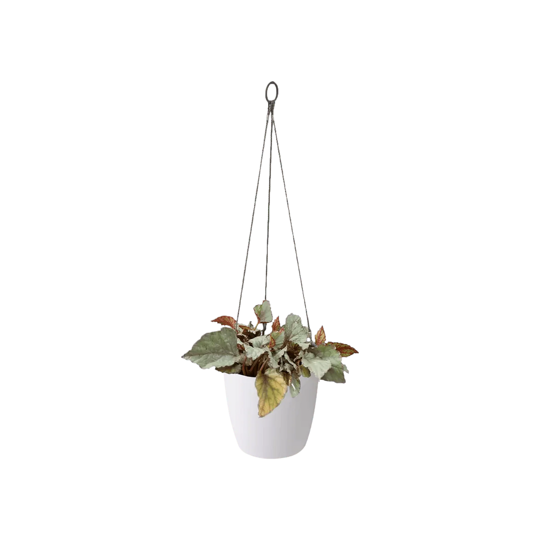 Elho Brussels Hanging Basket - GROW TROPICALS