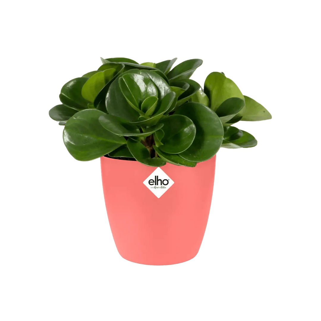 Elho Brussels Mini Round Pot - GROW TROPICALS