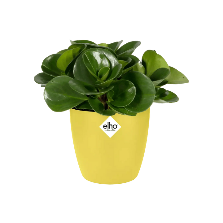 Elho Brussels Mini Round Pot - GROW TROPICALS