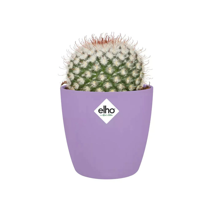 Elho Brussels Mini Round Pot - GROW TROPICALS